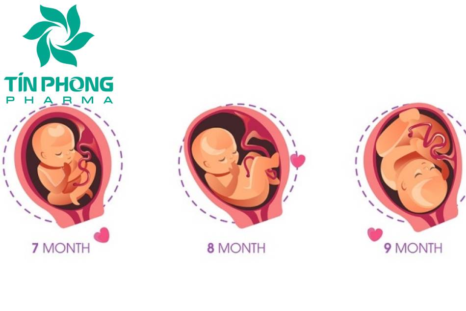 Những thay đổi ở thai nhi trong 3 tháng cuối thai ký