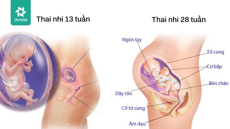 Sự phát triển của thai nhi trong 3 tháng giữa của thai kỳ