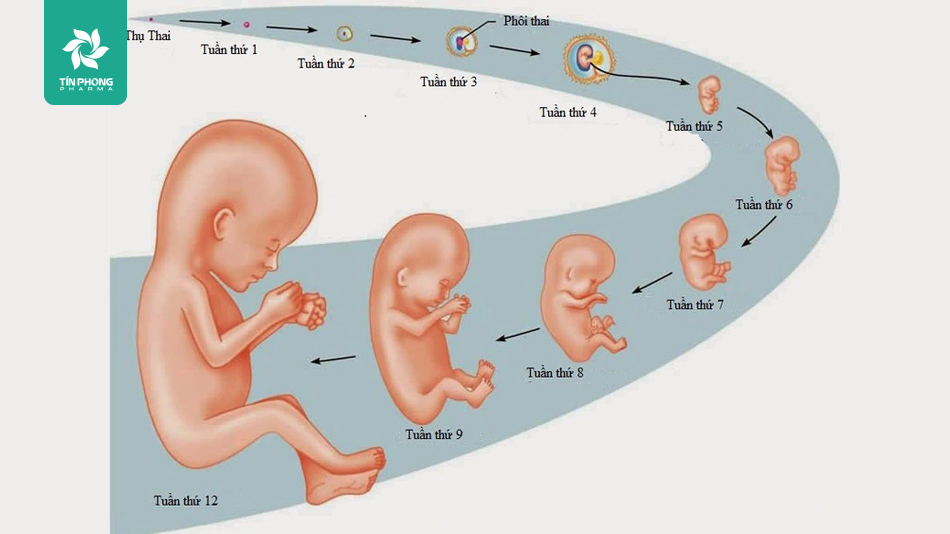 Xác định tuổi thai sẽ giúp theo dõi, đánh giá được sự phát triển của em bé trong buồng tử cung