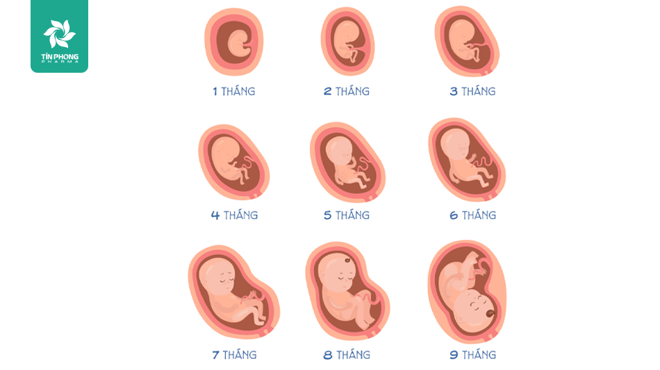 Sự phát triển của thai nhi trong thai kỳ