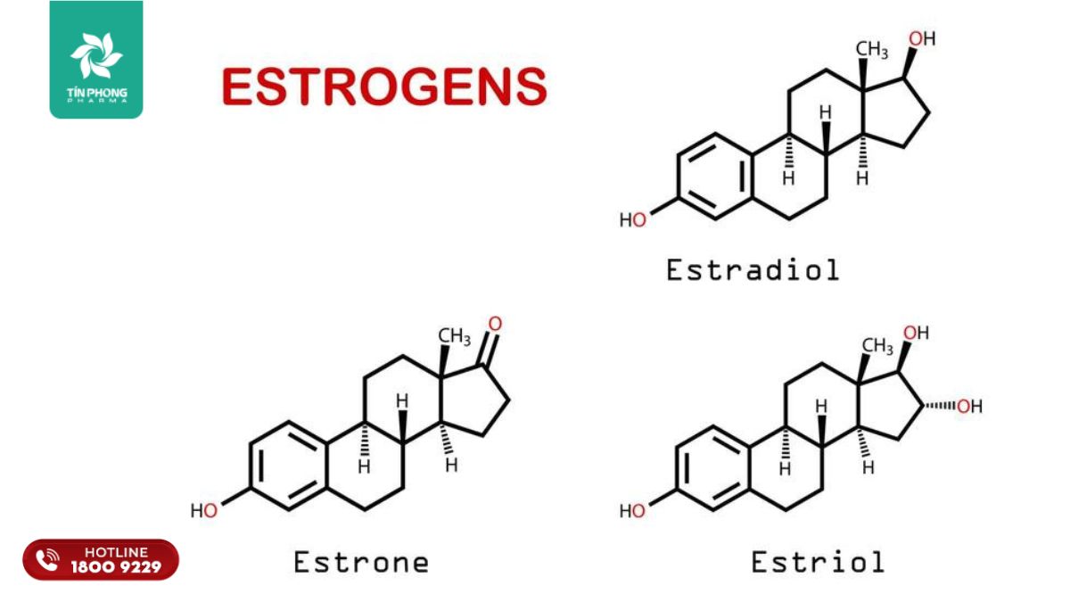 Estrogen thường có ba loại chính